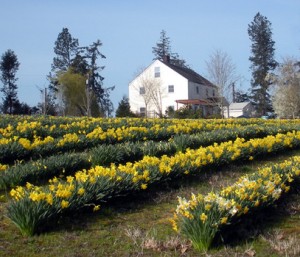 Amity, Oregon Daffodil Farm House